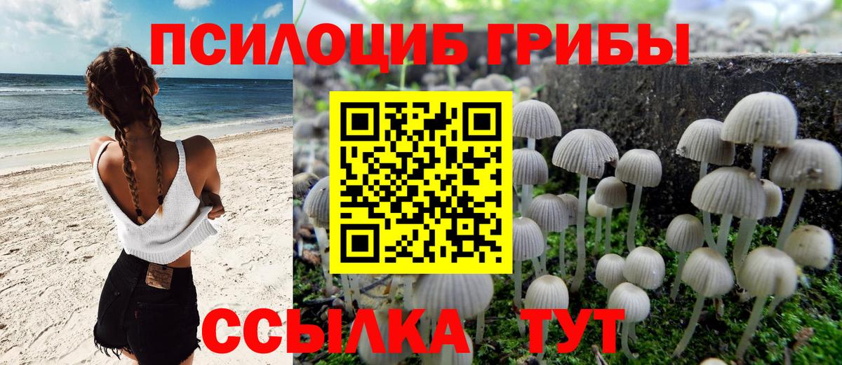 Псилоцибиновые грибы Cubensis Бердск
