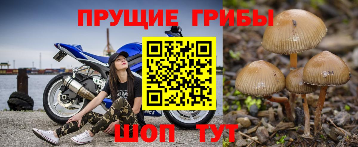 Псилоцибиновые грибы GOLDEN TEACHER  Вход с VPN  Бердск  Галлюциногенные грибы мухоморы 